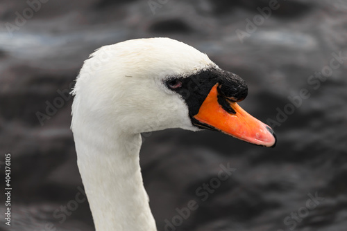 Portrait of a white swan in water