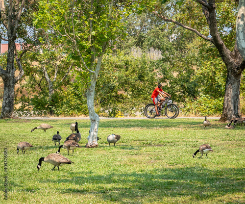 Geese forage on the grass as bike riders pass by at Los Gatos Creek County Park.