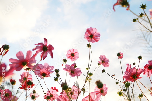 Cosmos flowers in the garden and blue background, blurry flower background, light pink cosmos flower.