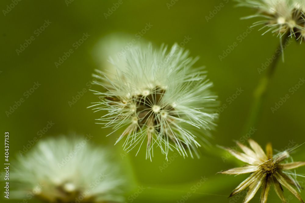 Common dandelion head seeds in uncultivated field Common dandelion head seeds in uncultivated field