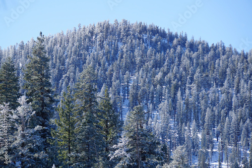 Winter landscape scene of snow covered trees on a hillside