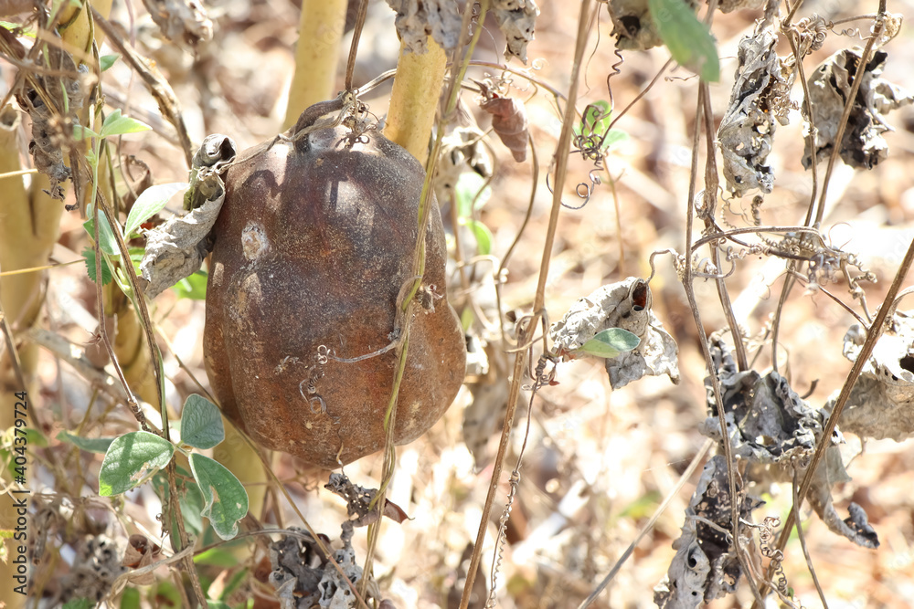 Obraz premium Luffa cylindrica are dying