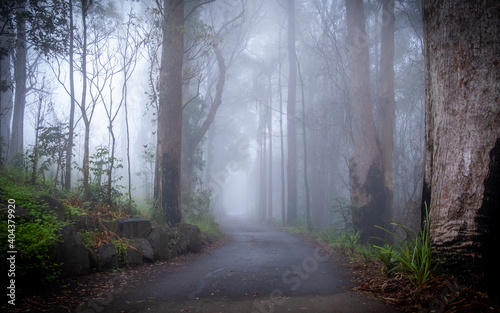 Misty road surrounded by trees