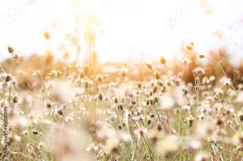 Fototapeta Naklejka Na Ścianę i Meble -  Grass flower