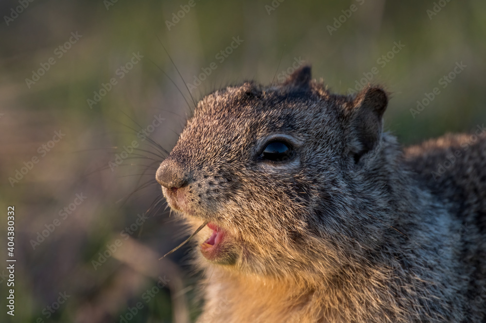 ground squirrel eating ground squirrel eating