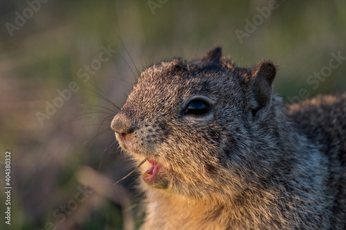 ground squirrel eating © Iktwo