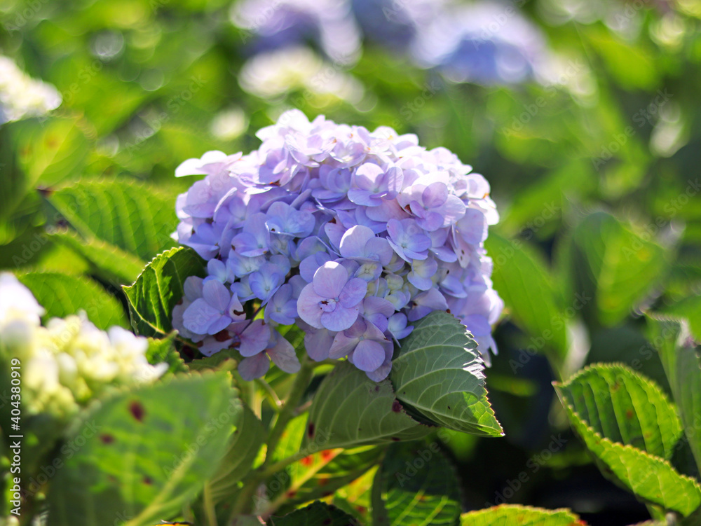 The beautiful purple hydrangeas macrophylla planting in garden, violet classic fashion feels relaxing with natural aroma therapy. Green leaves with blurred bokeh background. Selective focus on flower. The beautiful purple hydrangeas macrophylla planting in garden, violet classic fashion feels relaxing with natural aroma therapy. Green leaves with blurred bokeh background. Selective focus on flower.
