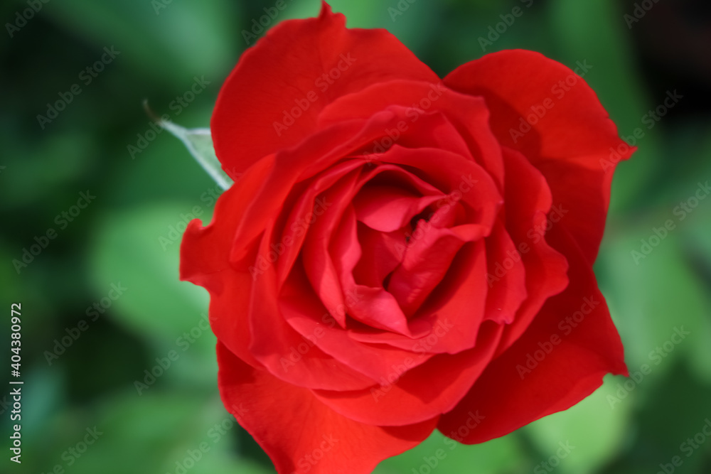 rose flower rose flower