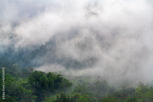 Cloud forest landscape with mist and fog, Mindo, Ecuador.