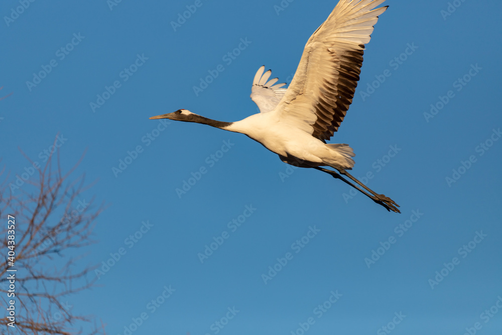 Obraz premium 北海道 阿寒郡鶴居村のタンチョウ鶴