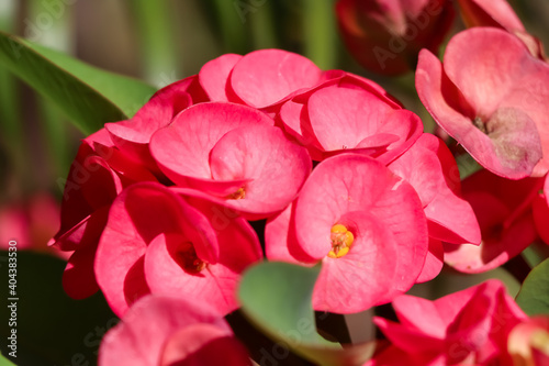 Euphorbia milii Desmoul flower
