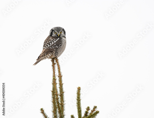 Northern Hawk Owl Sitting on Top of Spruce Tree on White Background, Isolated