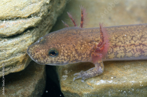 A young larval Spring Salamander  Gyrinophilus porphyriticus  underwater on rocks.  Its fluffy red gills can be seen on either side of its head. 