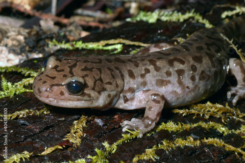 A Coastal Giant Salamander (Dicamptodon tenebrosus) sitting on a mossy log.  photo
