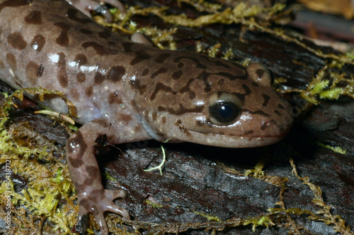 Coastal Giant Salamander (Dicamptodon tenebrosus) from Mendocino County, California. photo