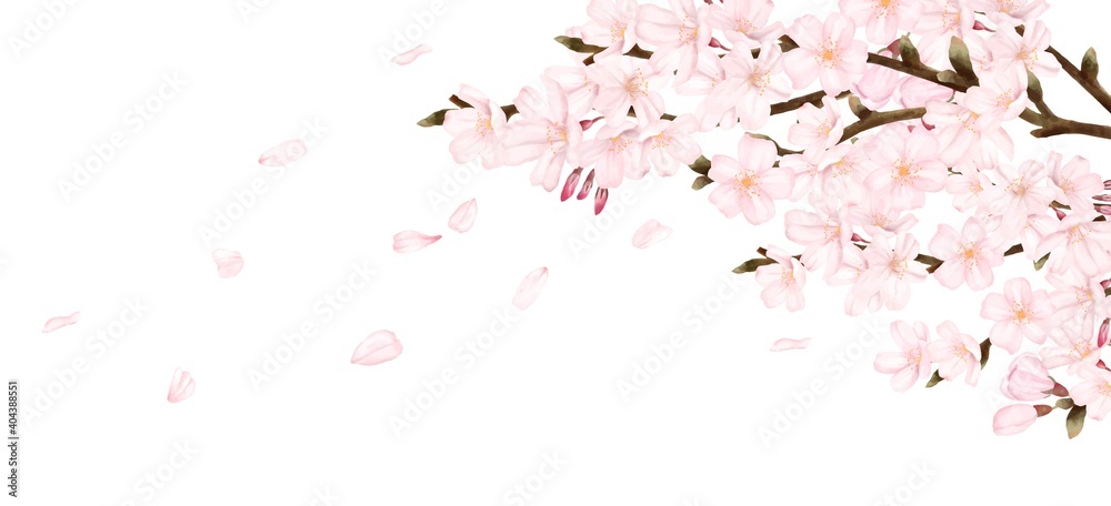 花びらが散る満開の桜 横長 水彩風イラスト 花びらが散る満開の桜 横長 水彩風イラスト