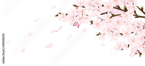 花びらが散る満開の桜 横長 水彩風イラスト