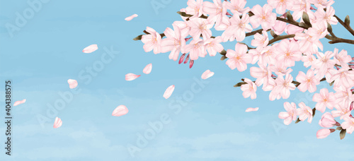 花びらが散る満開の桜 青空 水彩風イラスト 