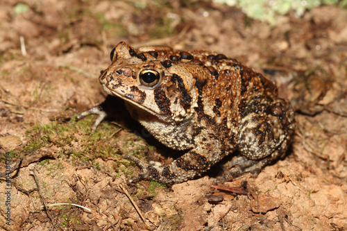 An American Toad (Anaxyrus americanus also known as Bufo americanus) seen in North Carolina. 