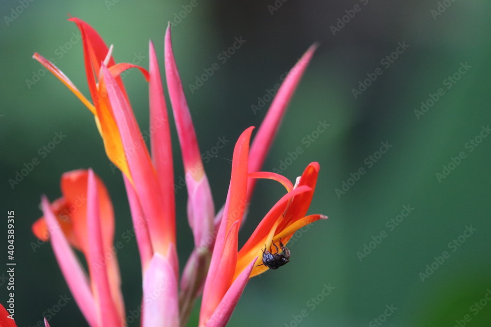 Obraz premium Flores e Abelha