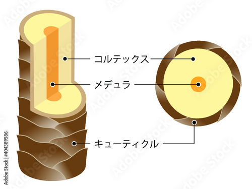 髪の構造
