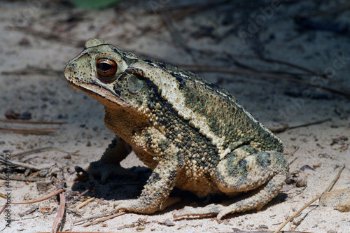 A beautiful Gulf Coast Toad (Incilius nebulifer, also known as Bufo nebulifer).