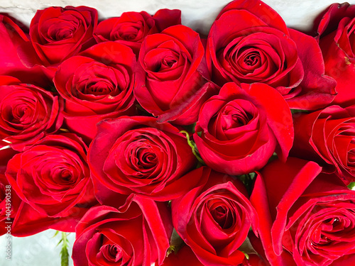 Red roses  close up