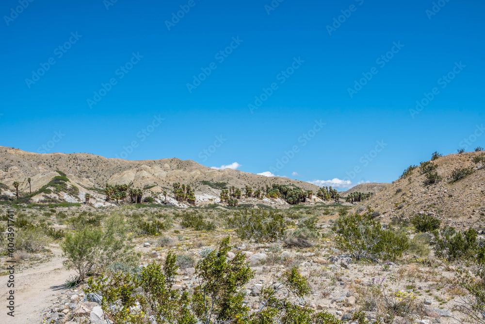 Pushawalla Palm Trees in Palm Springs, California