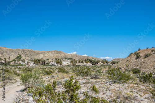 Pushawalla Palm Trees in Palm Springs, California