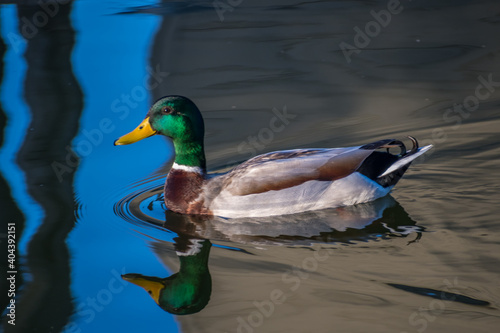 A Mallard taking a dip at Cabrillo NM, California