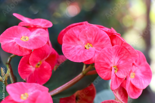 Euphorbia milii Desmoul flower