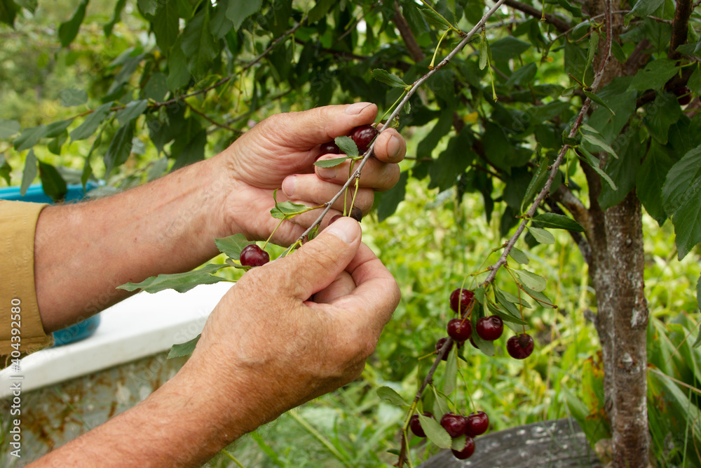 An elderly man picking cherry in the rural garden