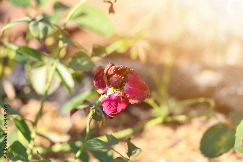 Obraz premium The rose is withered