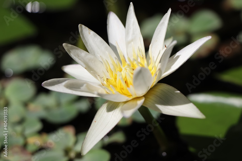 mini lotus