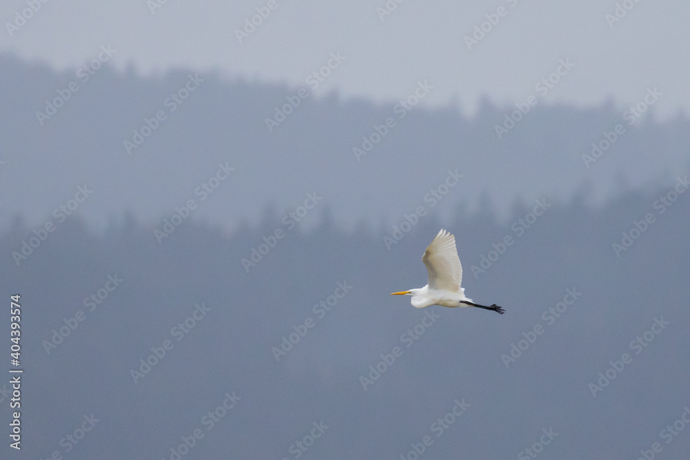 Great Egret Flies by Misty Fir Forest in Coastal Oregon Bay Great Egret Flies by Misty Fir Forest in Coastal Oregon Bay