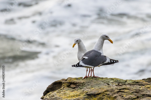 Western Gull Mated Pair Obviously in Love on the Oregon Coast