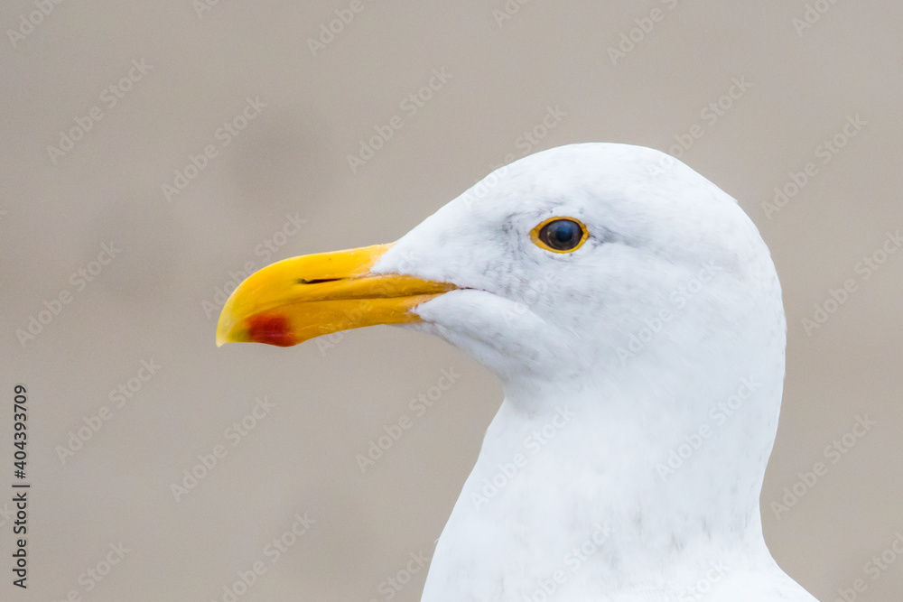 Western Gull Profile Detail on the Oregon Coast Western Gull Profile Detail on the Oregon Coast