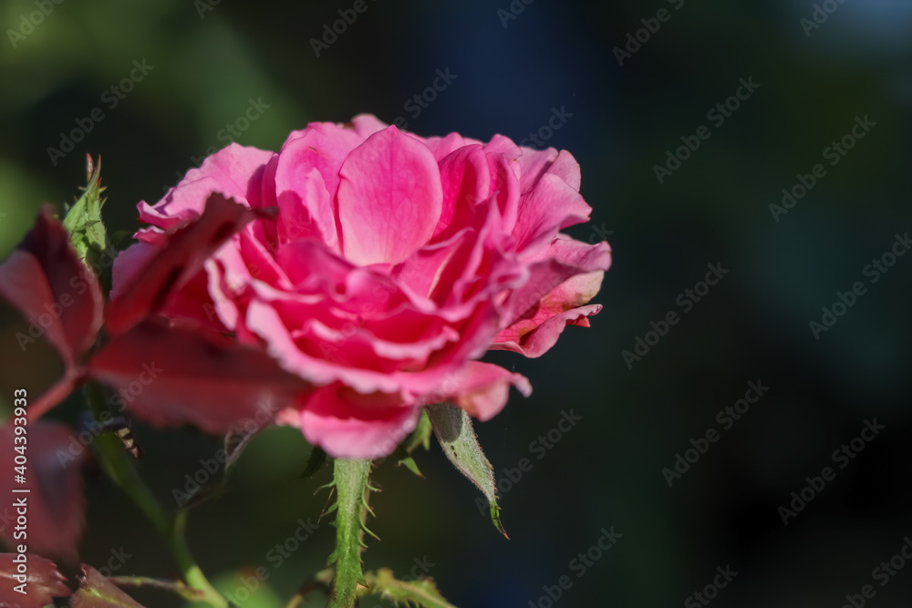 rose flower rose flower
