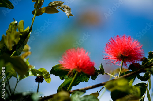 Unique Red California Dessert Flower