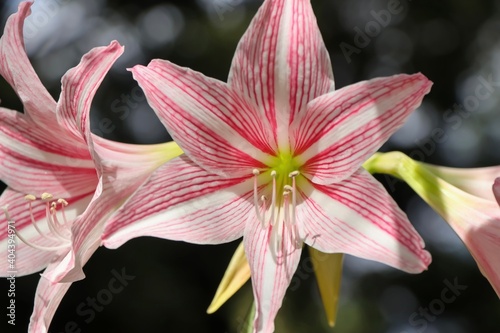 Hippeastrum johnsonii Bury flower photo