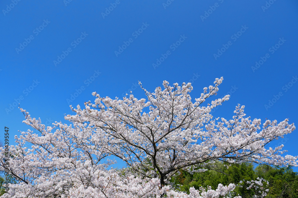 日本の春、桜と青空