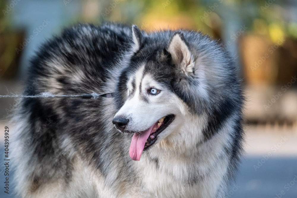 Siberian Husky dog black and white colour with blue eyes.