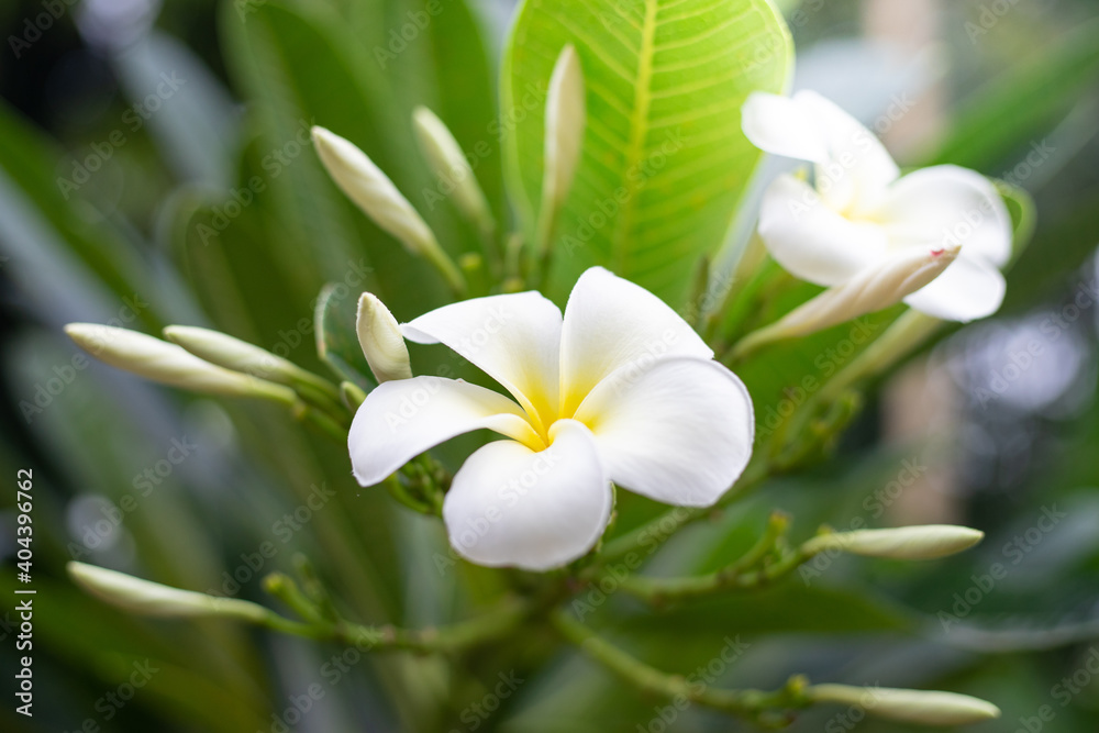 white frangipani flower white frangipani flower