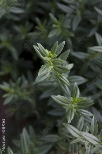 close up Rosemary herb leaf.