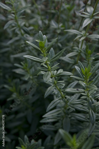 close up Rosemary herb leaf.