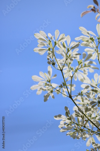 white christmas blossom