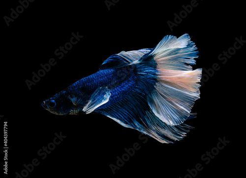 Blue and white half moon Betta splendens fish (Siamese fighting fish) on black background.