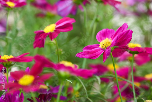 Pink Cosmos flowers in field.