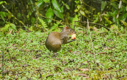 Agouti (Dasyprocta fuliginosa) eating an apple, Bellavista Cloudforest Reserve, Ecuador