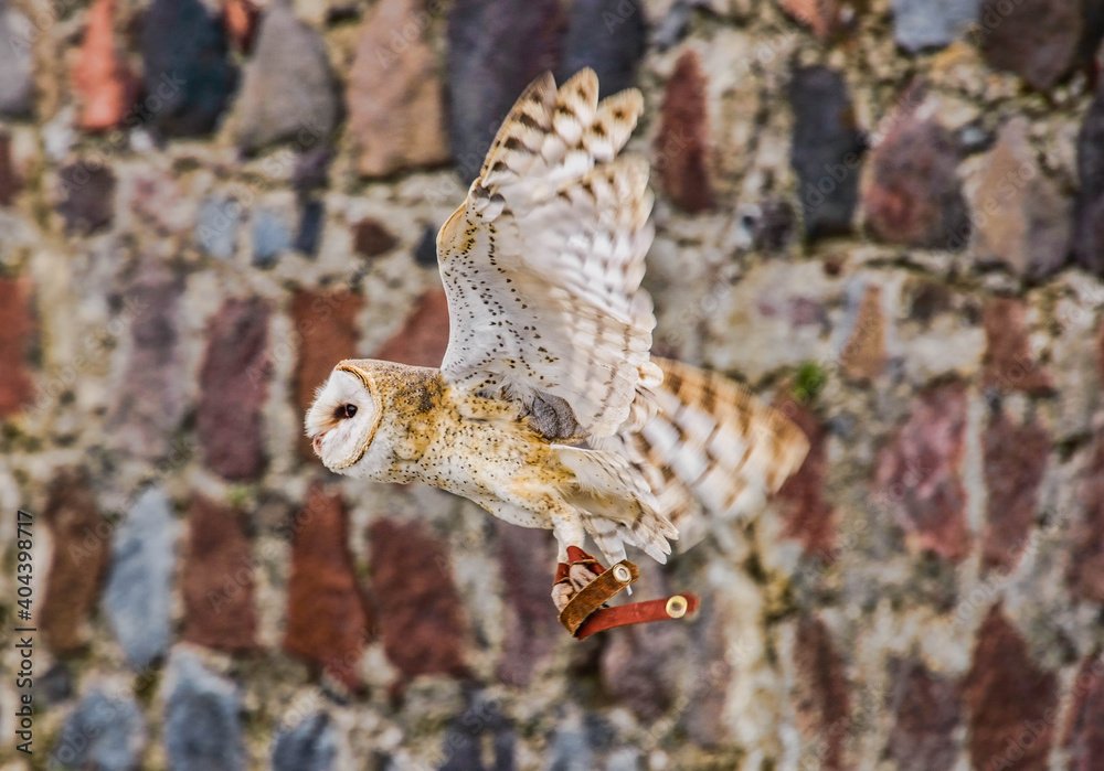 Obraz premium Barn owl (Tyto alba), Parque Condor, Otavalo, Ecuador 
